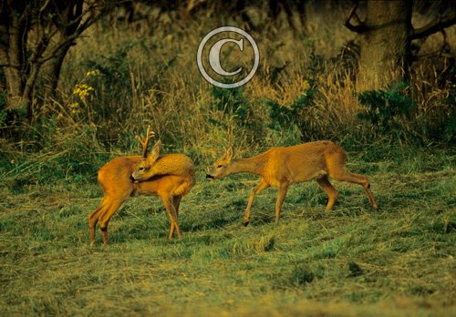 Roe Deer Buck and Doe DM0714